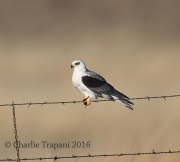 6S3A0323White-Tailed_Kite