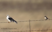 6S3A0323White-Tailed_Kite_Shrike