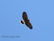 6S3A0348Harris's_Hawk