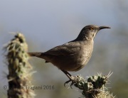 6S3A0402Curved-Billed_Thrasher