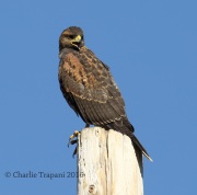 6S3A0415Immature_Harris's_Hawk