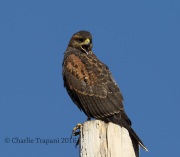 6S3A0417Immature_Harris's_Hawk