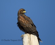 6S3A0437Immature_Harris's_Hawk