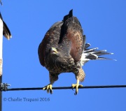 6S3A0504Immature_Harris's_Hawk