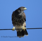6S3A0513Immature_Harris's_Hawk