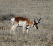 6S3A0558Pronghorn