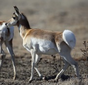 6S3A0578Pronghorn