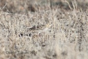 6S3A0653Chestnut-Collared_Longspur