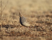 6S3A0834Scaled_Quail