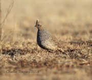 6S3A0846Scaled_Quail