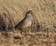 6S3A0866Scaled_Quail