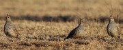 6S3A0916Scaled_Quail