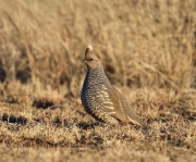 6S3A0921Scaled_Quail