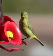 6S3A0955Orange-Crowned_Warbler