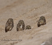 6S3A0961Burrowing_Owls