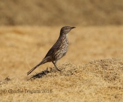 6S3A0975Sage_Thrasher
