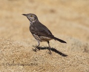 6S3A0989Sage_Thrasher