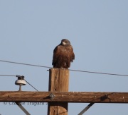 6S3A8710Dark_Morph_Ferruginous_Hawk