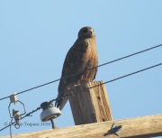 6S3A8713DarkMorph_Ferruginous_Hawk