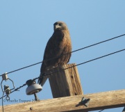 6S3A8716Dark_Morph_Ferruginious_Hawk