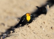 6S3A8753Yellow-Headed_Blackbird