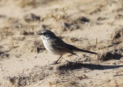 6S3A8773Sagebrush_Sparrow