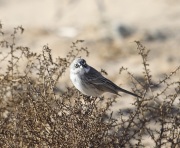 6S3A8810Sagebrush_Sparrow