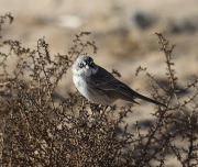 6S3A8811Sagebrush_Sparrow