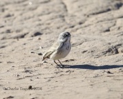6S3A8813Sagebrush_Sparrow
