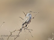 6S3A8823Sagebrush_Sparrow