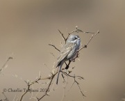 6S3A8825Sagebrush_Sparrow