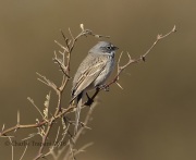 6S3A8841Sagebrush_Sparrow