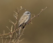 6S3A8845Sagebrush_Sparrow