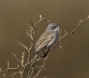 6S3A8849Sagebrush_Sparrow