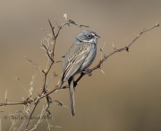 6S3A8851Sagebrush_Sparrow