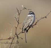 6S3A8854Sagebrush_Sparrow