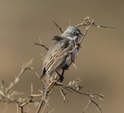 6S3A8859Sagebrush_Sparrow