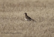 6S3A8892Mountain_Plover