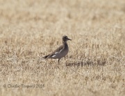 6S3A8927Mountain_Plover