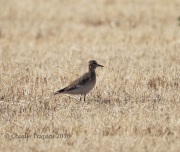6S3A8938Mountain_Plover