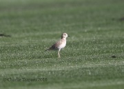 6S3A8972Mountain_Plover