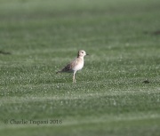 6S3A8973Mountain_Plover