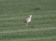 6S3A8976Mountain_Plover