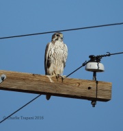 6S3A9001Prairie_Falcon