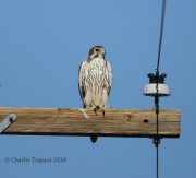 6S3A9006Prairie_Falcon