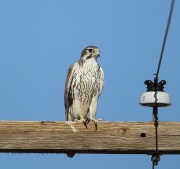 6S3A9013Prairie_Falcon