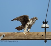 6S3A9014Prairie_Falcon