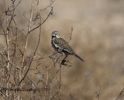 6S3A9063Lark_Bunting