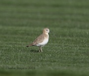 6S3A9417Mountain_Plover