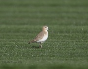 6S3A9419Mountain_Plover